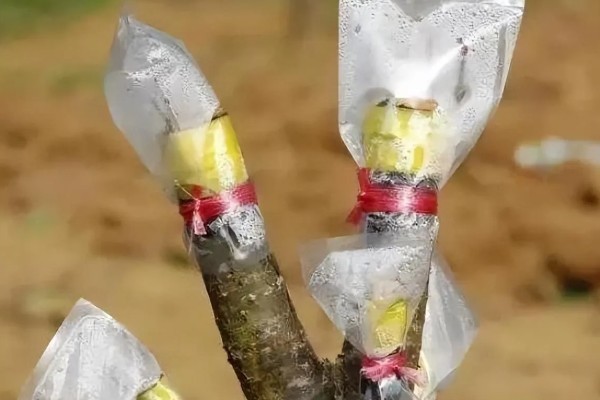桃树苗的嫁接方式，以枝接、芽接为主