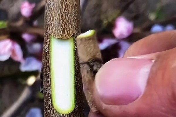 桃树苗的嫁接方式，以枝接、芽接为主