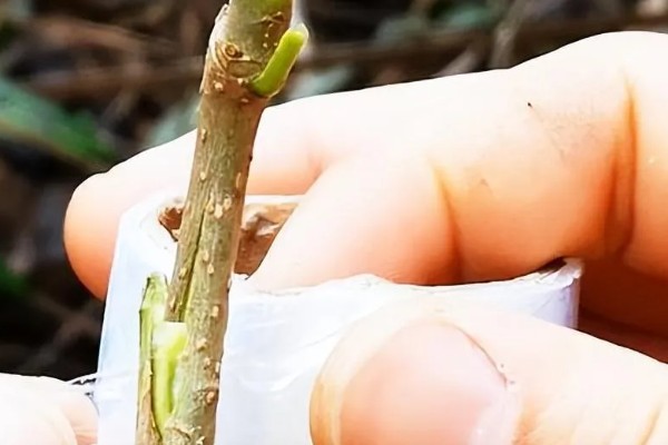 桃树苗的嫁接方式，以枝接、芽接为主