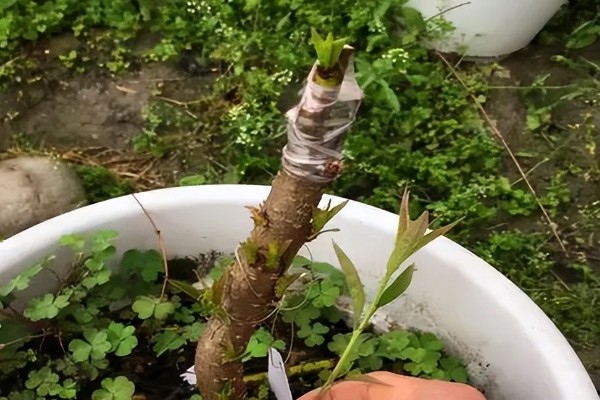 桃树苗的嫁接方式，以枝接、芽接为主