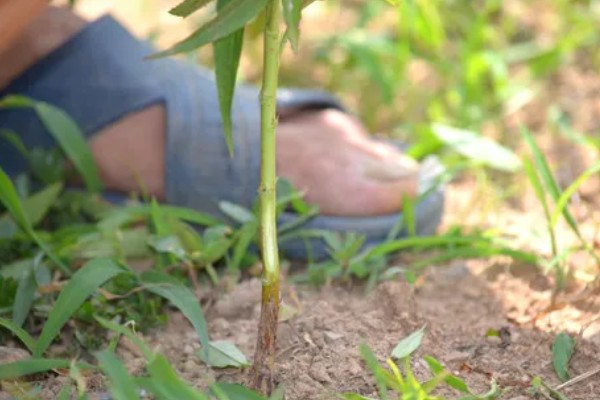 桃树苗的嫁接方式，以枝接、芽接为主