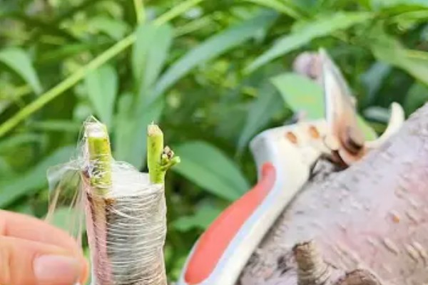 桃树苗的嫁接方式，以枝接、芽接为主