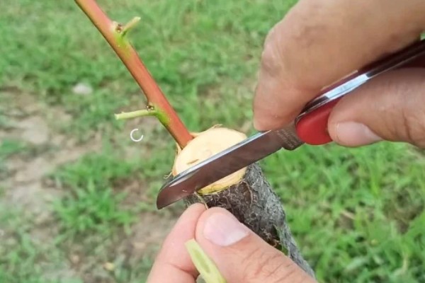 桃树苗的嫁接方式，以枝接、芽接为主