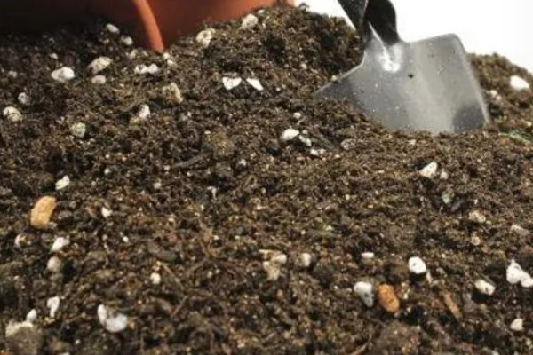 桃树苗的嫁接方式，以枝接、芽接为主