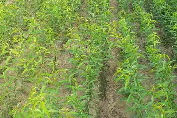 桃树苗的嫁接方式，以枝接、芽接为主