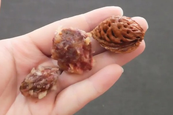 桃树苗的嫁接方式，以枝接、芽接为主