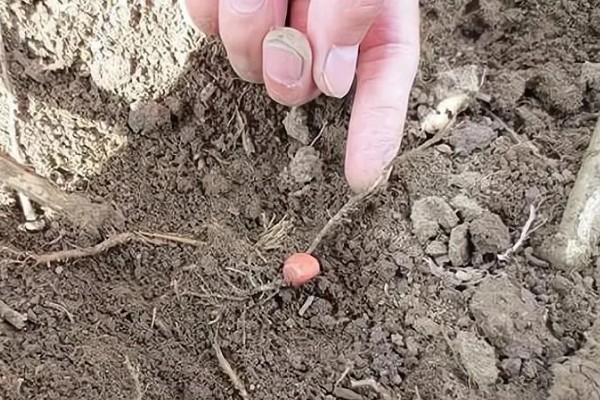 桃树苗的嫁接方式，以枝接、芽接为主