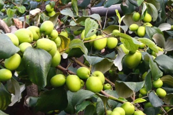 牛奶大青枣是不是嫁接的，是嫁接的