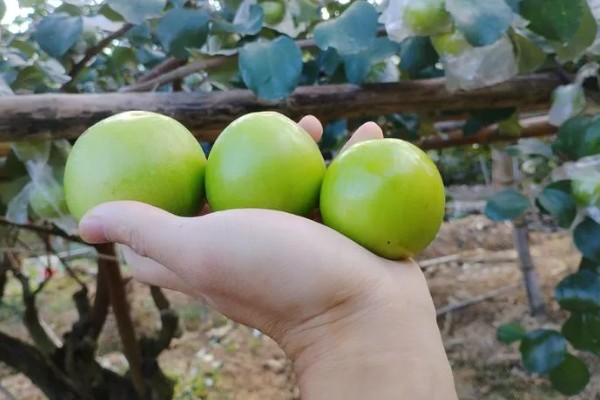 牛奶大青枣是不是嫁接的，是嫁接的