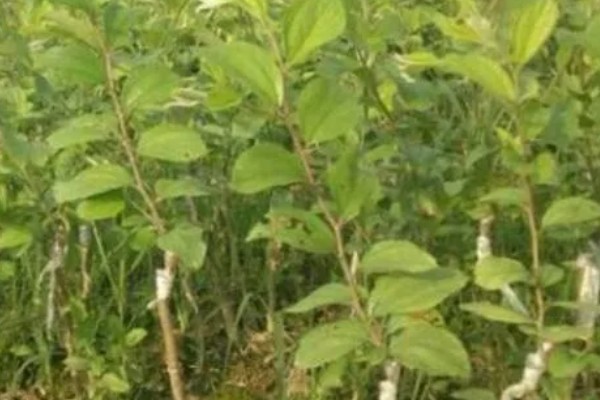 牛奶大青枣是不是嫁接的，是嫁接的