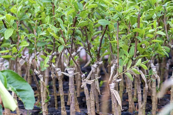 牛奶大青枣是不是嫁接的，是嫁接的