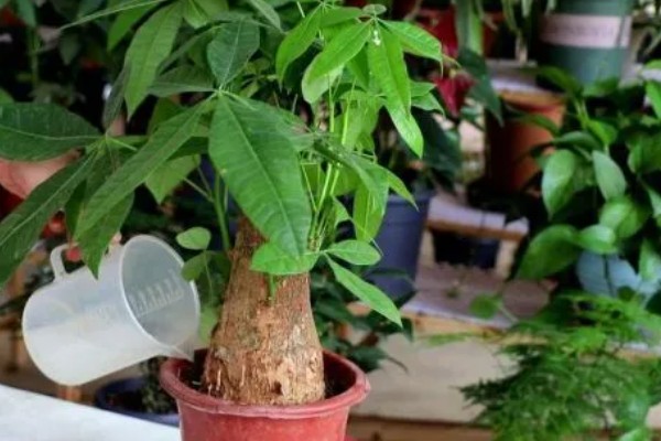 发财树是如何浇水的，天气晴朗时向植株每隔2-3天喷洒水分