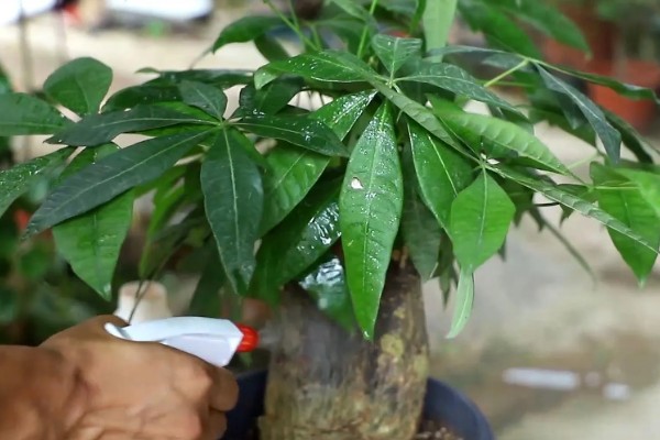 发财树是如何浇水的，天气晴朗时向植株每隔2-3天喷洒水分