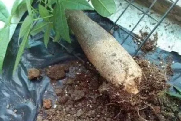 发财树是如何浇水的，天气晴朗时向植株每隔2-3天喷洒水分