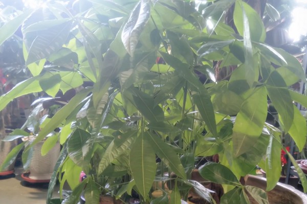 发财树是如何浇水的，天气晴朗时向植株每隔2-3天喷洒水分