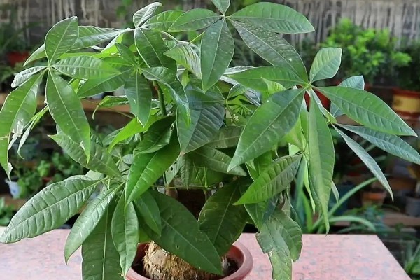 发财树是如何浇水的，天气晴朗时向植株每隔2-3天喷洒水分