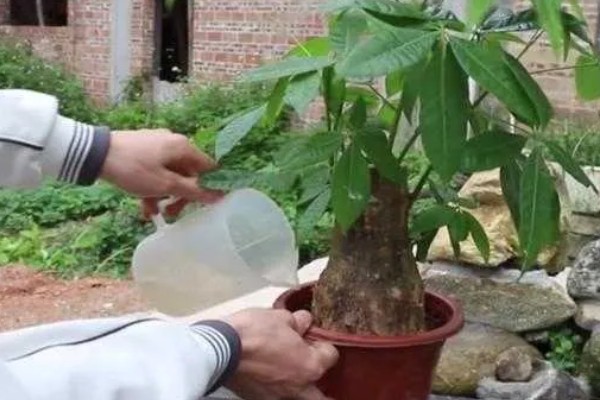 发财树是如何浇水的，天气晴朗时向植株每隔2-3天喷洒水分