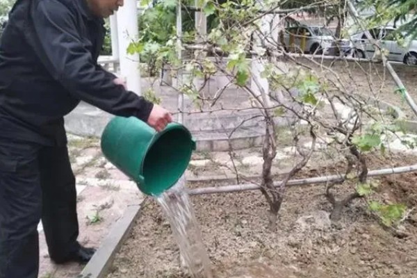 如何种植葡萄，喜欢生长在温暖的环境下