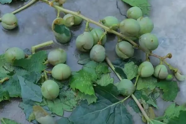 如何种植葡萄，喜欢生长在温暖的环境下