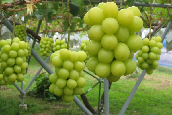 晴王有没有籽，晴王没有籽