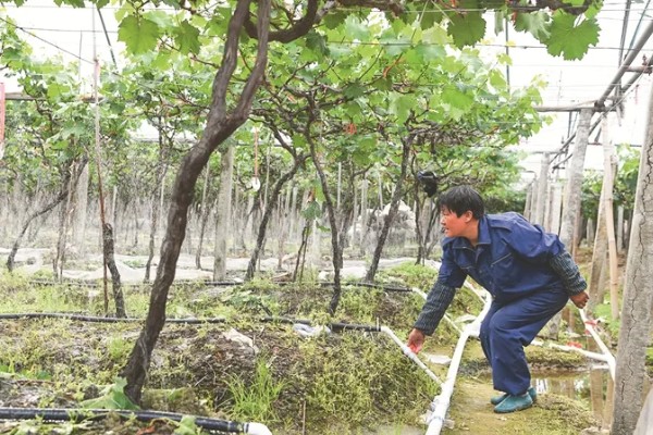 晴王有没有籽，晴王没有籽