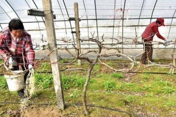 晴王有没有籽，晴王没有籽