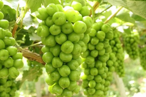 晴王有没有籽，晴王没有籽