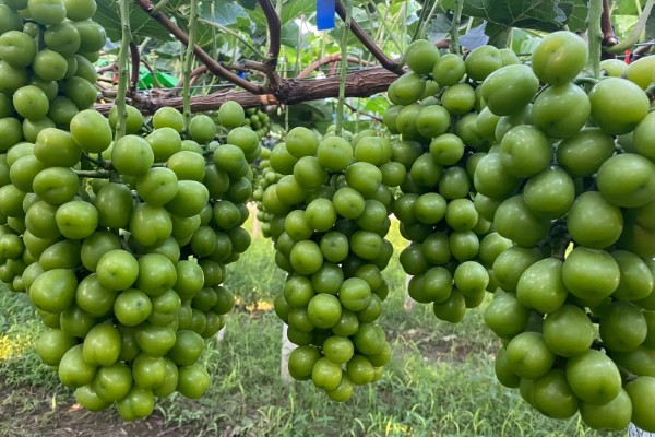 晴王有没有籽，晴王没有籽