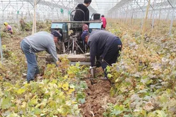 晴王有没有籽，晴王没有籽