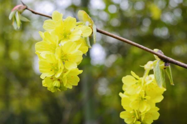 蜡瓣花的开花季节，在每年3-4月开花