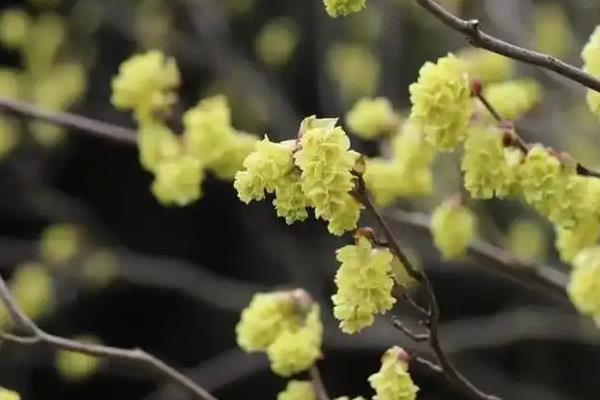 蜡瓣花的开花季节，在每年3-4月开花