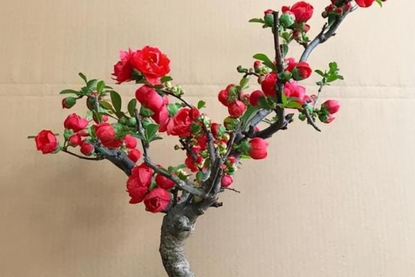 长寿冠海棠花怎么扦插，在春秋季节扦插成功率更高
