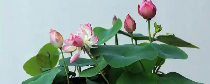 荷花的种植方法，种子发芽后插入淤泥中