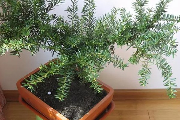 红豆杉适合养在家里哪个地方，养在家中阳光充足的地方