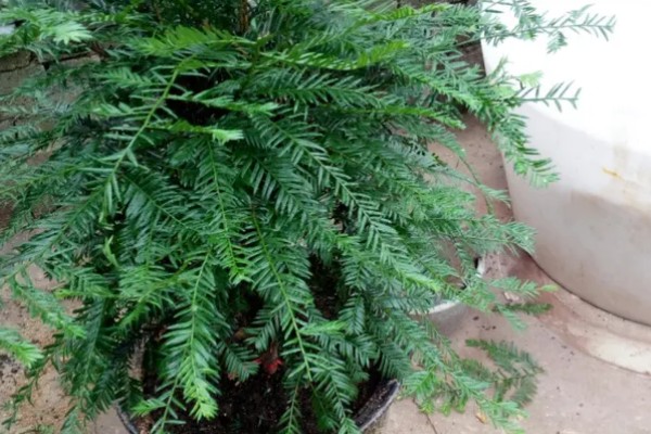 红豆杉适合养在家里哪个地方，养在家中阳光充足的地方