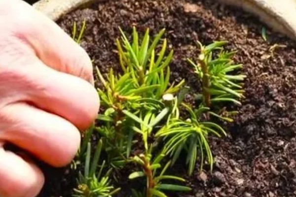 红豆杉适合养在家里哪个地方，养在家中阳光充足的地方