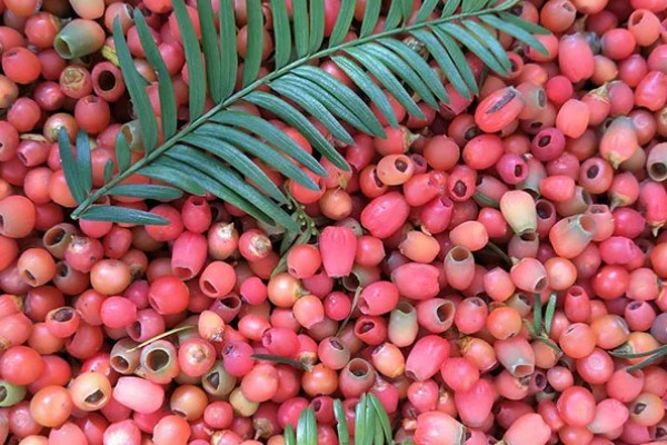 红豆杉适合养在家里哪个地方，养在家中阳光充足的地方