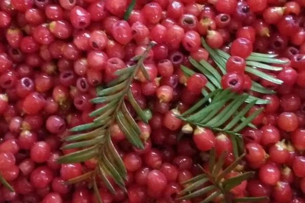 红豆杉适合养在家里哪个地方，养在家中阳光充足的地方