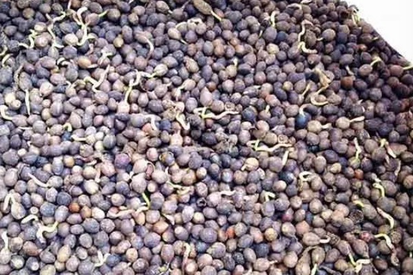 红豆杉适合养在家里哪个地方，养在家中阳光充足的地方