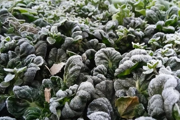 常见的蔬果汁品类，有柠檬汁、橙子汁等