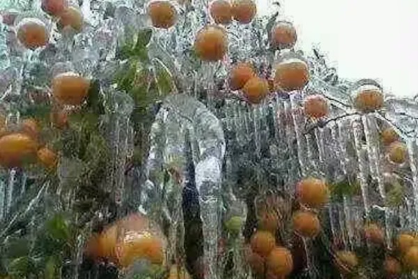 常见的蔬果汁品类，有柠檬汁、橙子汁等