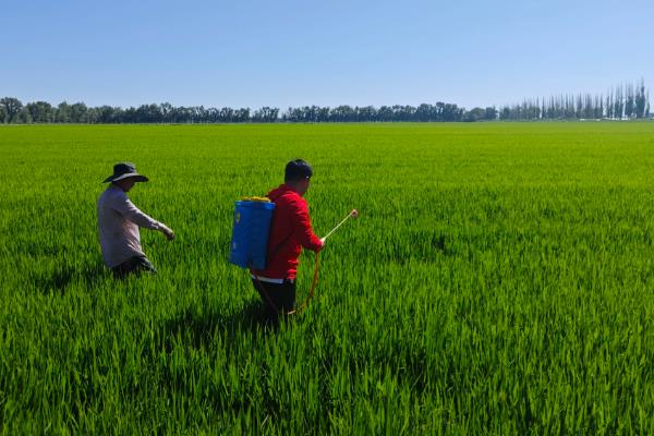 谷子可以使用哪些除草剂,单嘧磺隆、扑草净等药物均可选择