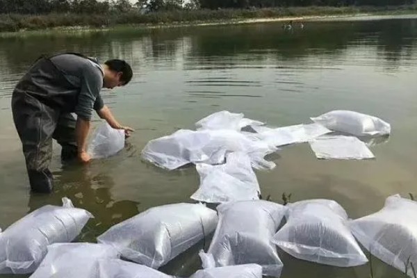 草鱼养一年可以长到几斤，1冬龄体重为750克左右