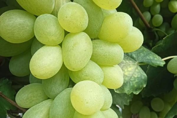 早熟的葡萄品种，有维多利亚、香峰等