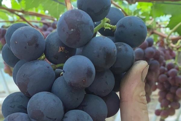 早熟的葡萄品种，有维多利亚、香峰等