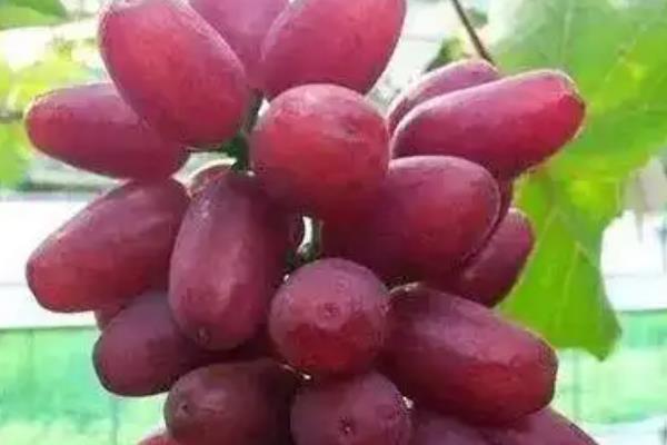 早熟的葡萄品种，有维多利亚、香峰等