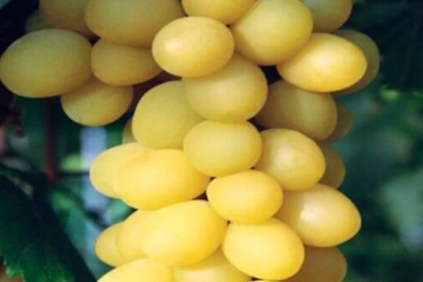 早熟的葡萄品种，有维多利亚、香峰等