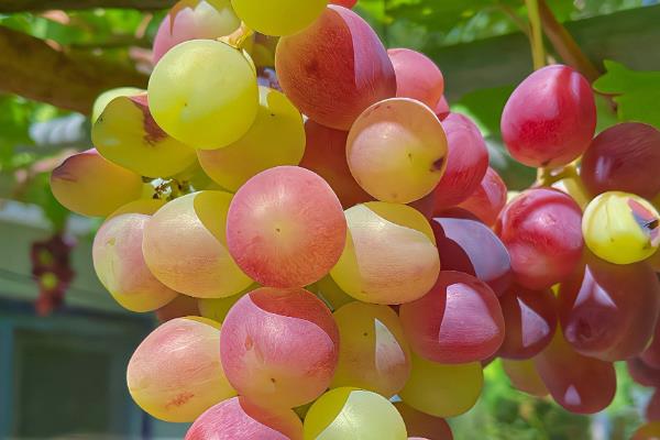 早熟的葡萄品种，有维多利亚、香峰等