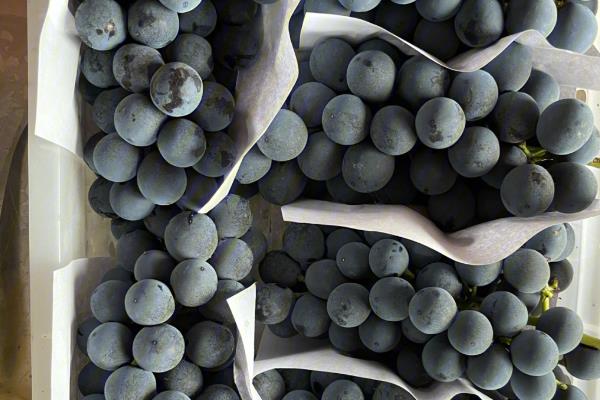 早熟的葡萄品种，有维多利亚、香峰等