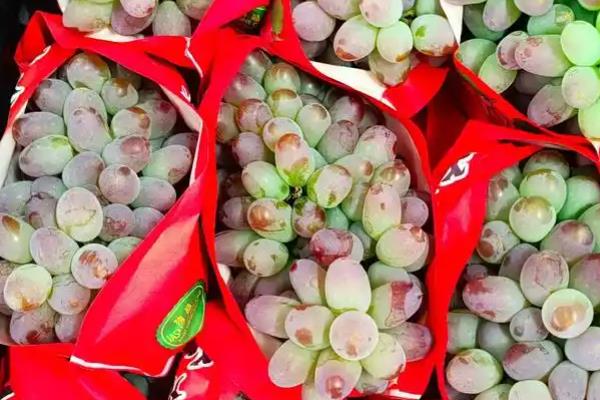 早熟的葡萄品种，有维多利亚、香峰等